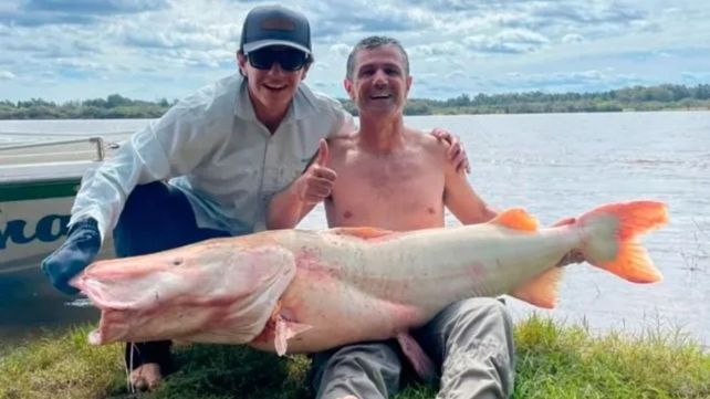 La hazaña de pescadores entrerrianos: capturaron un surubí albino de 50 kilos y lo devolvieron al río