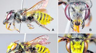 Ciencia. Investigador de Fauba descubrieron especies del subgénero Chrysosarus de Megachile.