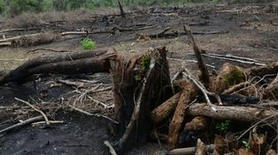 Orán: talan los sauces que protegían del río Pescado a los kollas 
