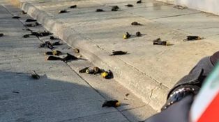 Misterio en México: cientos de pájaros caen muertos en pleno vuelo