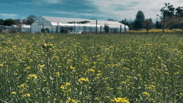 Camelina es un cultivo cada vez más frecuente en las rotaciones de la Región Pampeana.