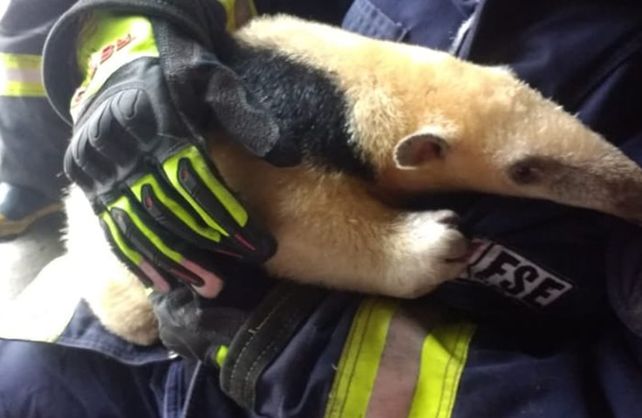 El oso melero rescatado por los bomberos de San Cristóbal.&nbsp;