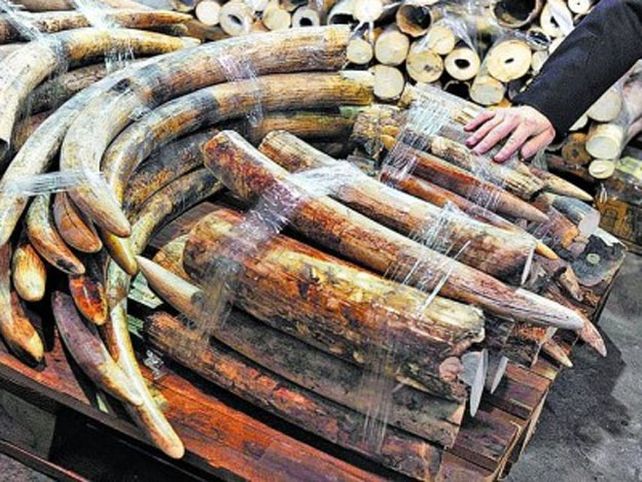 Decomisaron tres toneladas de marfil de colmillos de elefante