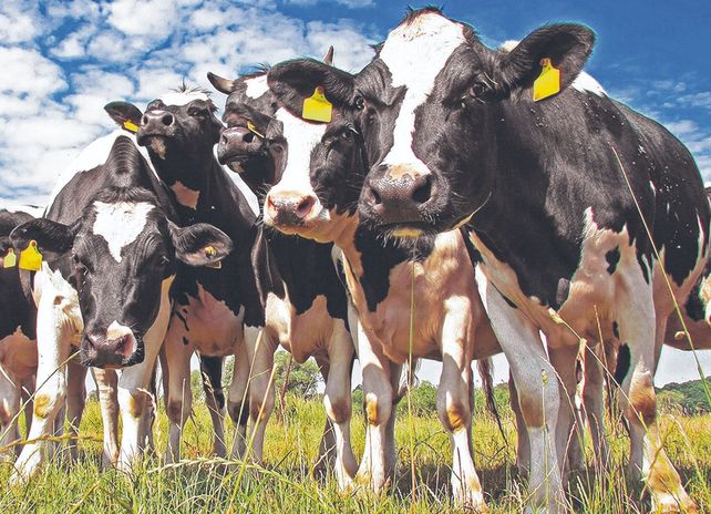 Los laboratorios veterinarios mejor posicionados en el campo