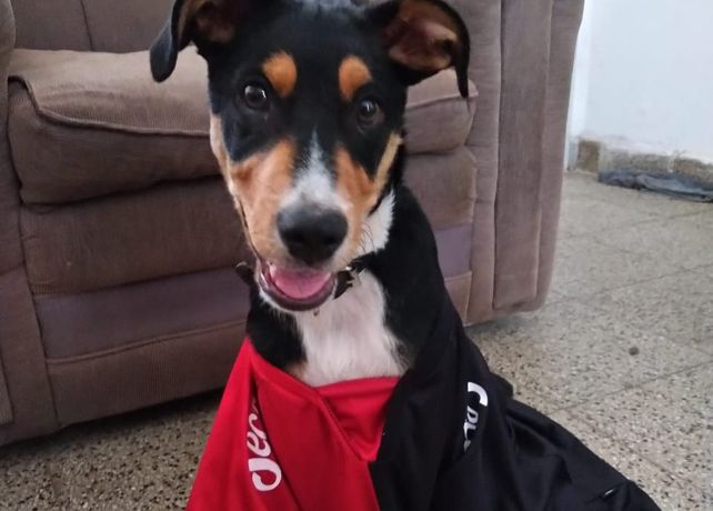 La increíble historia de Morelo, el perro rescatado que se hizo Sabalero