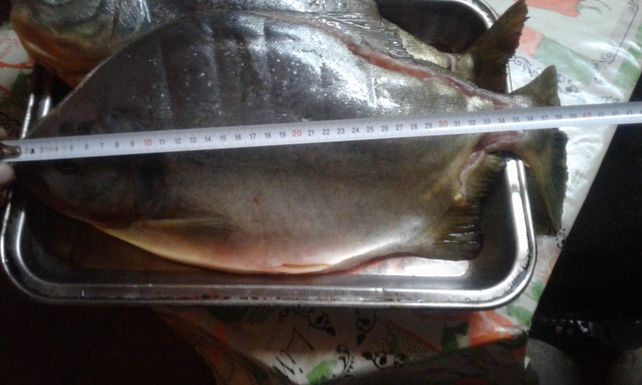 Los pescadores tuvieron que medir el ejemplar para que le creyeran la historia.