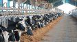 El precio que le pagan a productores por la leche lleva 10 meses estancado