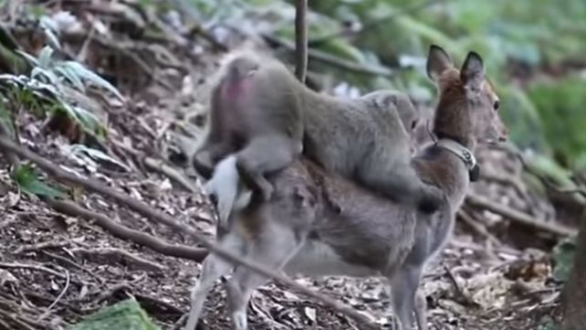 Un mono intentó tener sexo con un ciervo, y científicos japoneses investigaron por qué