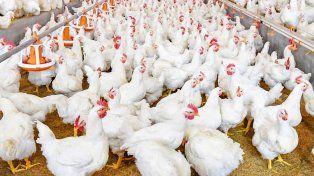 Entre Ríos concentra el 62,9% de las granjas productoras de pollos parrilleros de Argentina y es líder nacional en la cadena de valor de la Avicultura