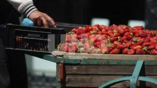 La cosecha de frutillas en Coronda sufrió una importante merma en los últimos años.&nbsp;