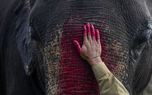 Un mahout indio unta el frente de un elefante como parte de un ritual antes de comenzar el paseo en elefante para turistas en Pobitora