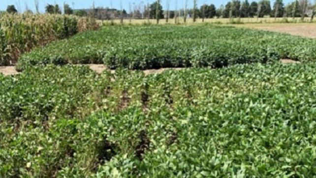 La cosecha de soja arrancó con buenos rindes y precios algo más entonados.