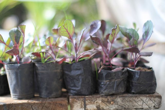Plantas para todos.&nbsp; 