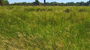 Evalúan pasturas megatérmicas para mejorar la productividad ganadera