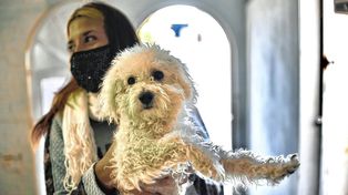 Se realizaron cerca de 7.000 castraciones en tres meses en la ciudad