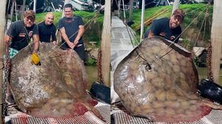 Walter pescó una raya de más de 250 kilos en el río paraná.