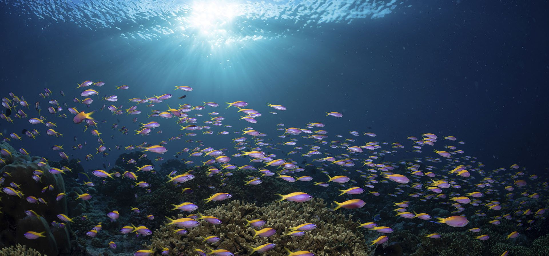 Un banco de peces fusileros de lomo amarillo, que es habitual en las aguas de las Maldivas, se desliza más allá de un arrecife de coral saludable cerca de la isla de Fuvahmulah, donde el La misión científica Nekton, con sede en el Reino Unido, se encuentra en una expedición conjunta de cinco semanas con el Instituto de Investigación Marina de Maldivas para establecer una línea base de biodiversidad en medio de la crisis climática.
