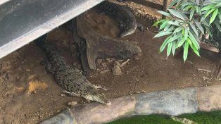 Lo arrestaron por arrojar a un nene a los cocodrilos en un zoológico de Inglaterra