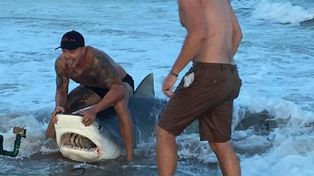 Le sacaron un anzuelo al tiburón y lo devolvieron al mar