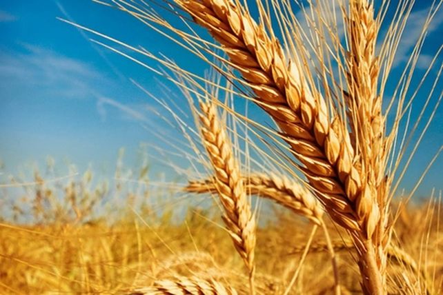 Campaña fina. Se proyecta que las exportaciones de estos cereales experimenten una mejora del 15%