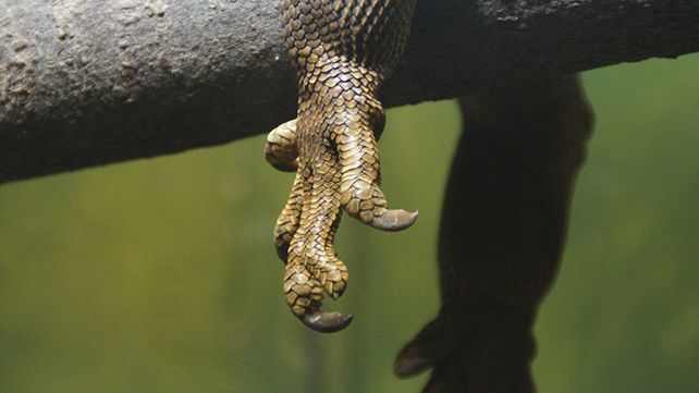 ¿Es un chupacabras? Hallaron el cuerpo de un animal desconocido