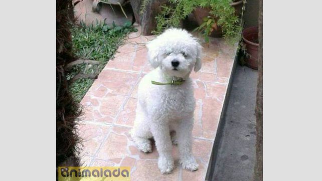 Gran Recompensa! por este perrito