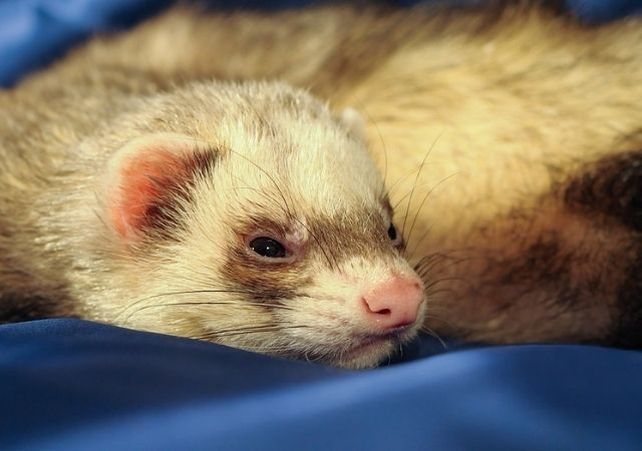 ¿Qué animales se contagiaron de COVID-19 desde el inicio de la pandemia?