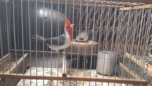 El operativo de la Secretaría de Control logró rescatar un cardenal de copete rojo