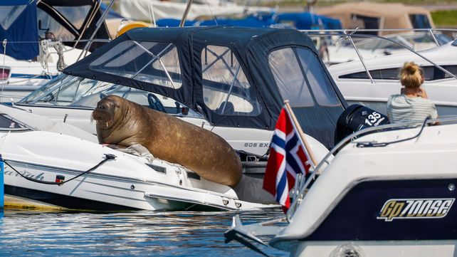 Noruega sacrificó a una morsa porque los turistas no dejaban de acercarse a ella
