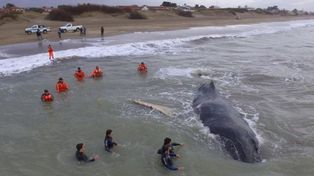 Rescataron a la ballena encallada en Mar del Tuyú