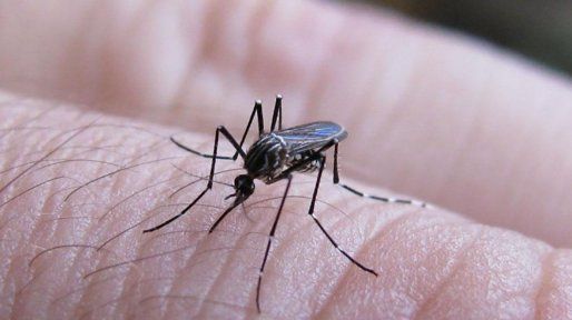 El dengue pega duro en Santa Fe: fiebre rompe huesos, el síntoma que prevalece entre los infectados