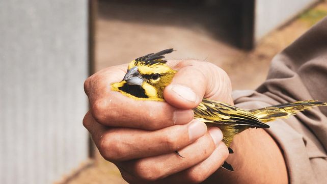 Chajarí: rescatan 27 cardenales amarillos&nbsp;