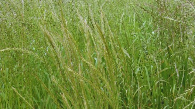 El manejo de raigrás debe incluir rotación de herbicidas con distintos mecanismos de acción.