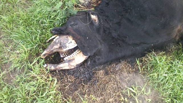 Misterio en Costa Grande: Aparecen vacas mutiladas y se vacían tanques australianos