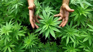 Los requisitos que autorizan al cultivo de la marihuana para uso medicinal