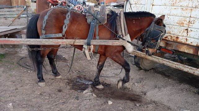 Los caballos fueron rescatados tras la denuncia de maltrato animal.