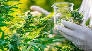El gobierno promulgó la ley de cannabis medicinal y el cáñamo industrial