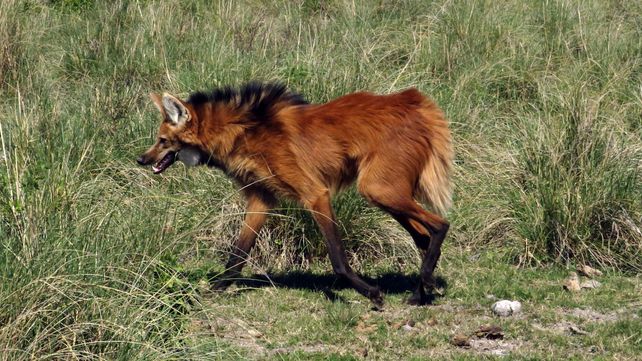 La emocionante liberación de animales en una reserva del norte provincial (VIDEOS)