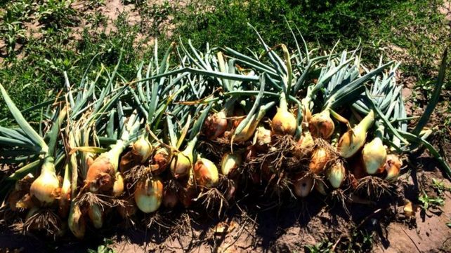 El Inta presentó una nueva variedad de cebolla de alto rendimiento