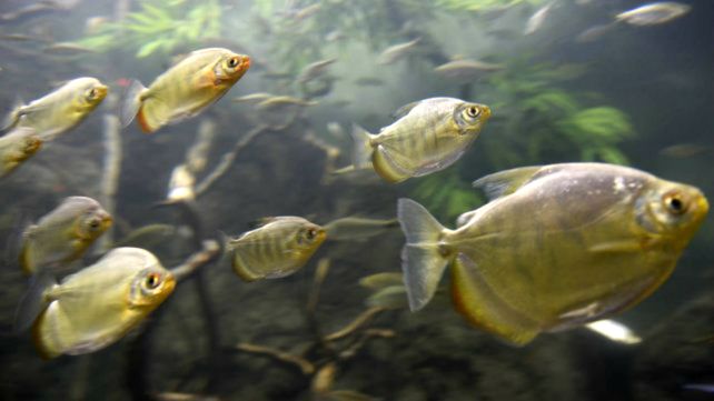 Una investigadora del Acuario recibió un premio internacional