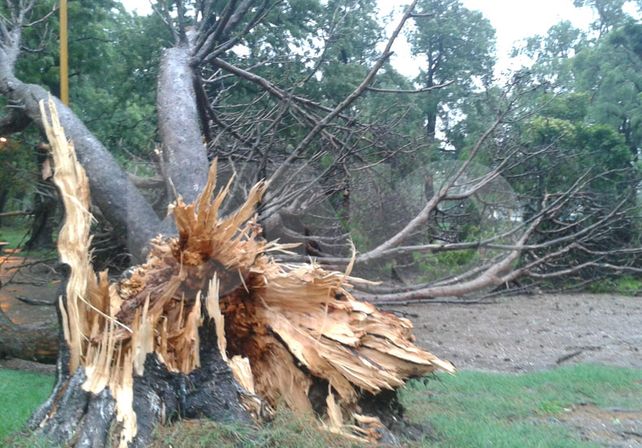 Árbol caído en el Parque Garay. Fotro: Manuel Testi / Diario UNO Santa Fe