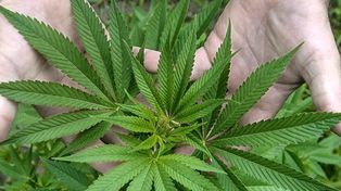 Dos miradas para polemizar sobre el uso de la marihuana