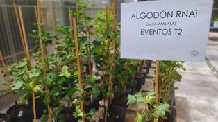 Algodón. El Inta trabaja en una herramienta que ayudará en el manejo del cultivo y a reducir el uso de insecticidas.