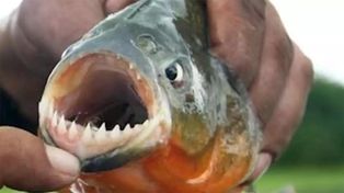 Río Paraná: las palometas volvieron a atacar