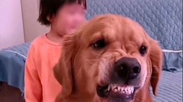 El golden retriever salió en defensa de una niña a quien su mamá intentaba castigar.