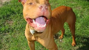 El ataque feroz de un perro pitbull dejó malheridas a dos hermanas que quedaron internadas en el Cullen