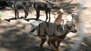 Buscan familias para la adopción de más de 200 perros
