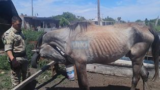 Paraná: rescataron dos caballos en avanzado estado de desnutrición