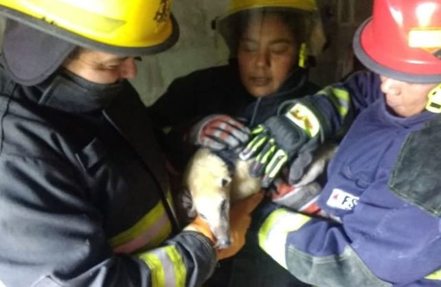 El oso melero rescatado por los bomberos de San Cristóbal.&nbsp;