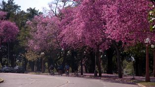 Una postal de la primavera: los lapachos tiñen la ciudad